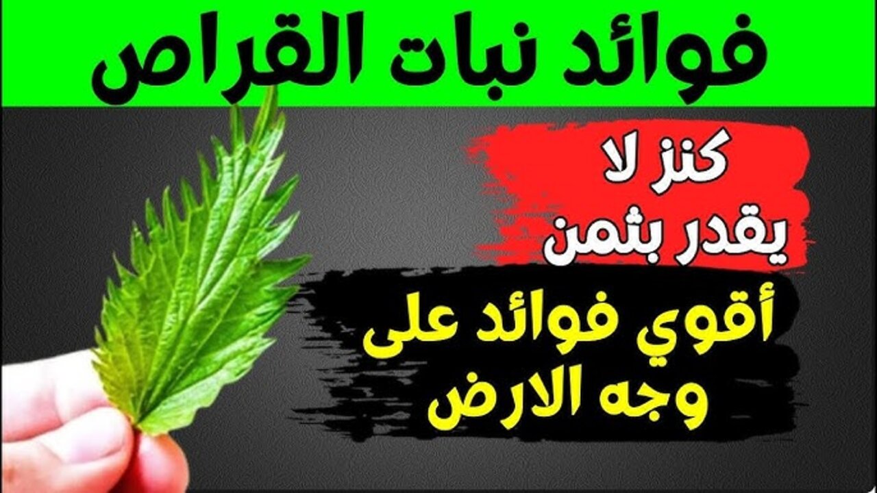 مغلي القريص لعلاج تساقط الشعر