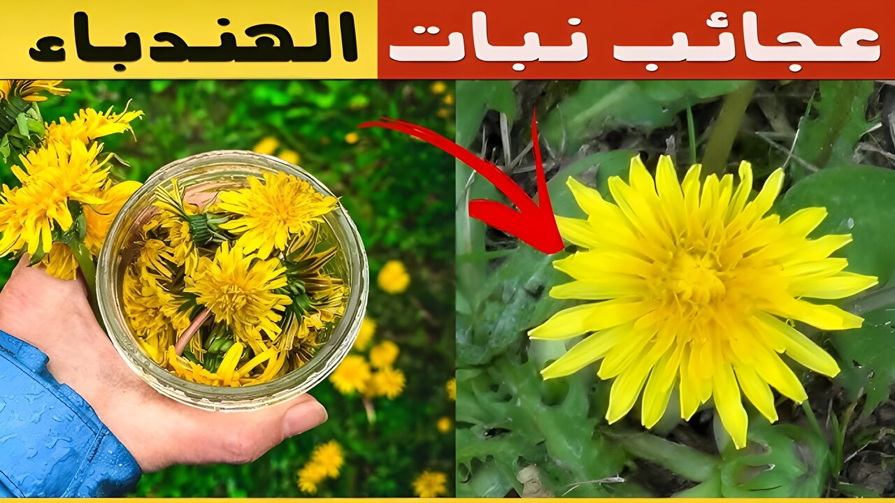 قناع الهندباء للبشرة