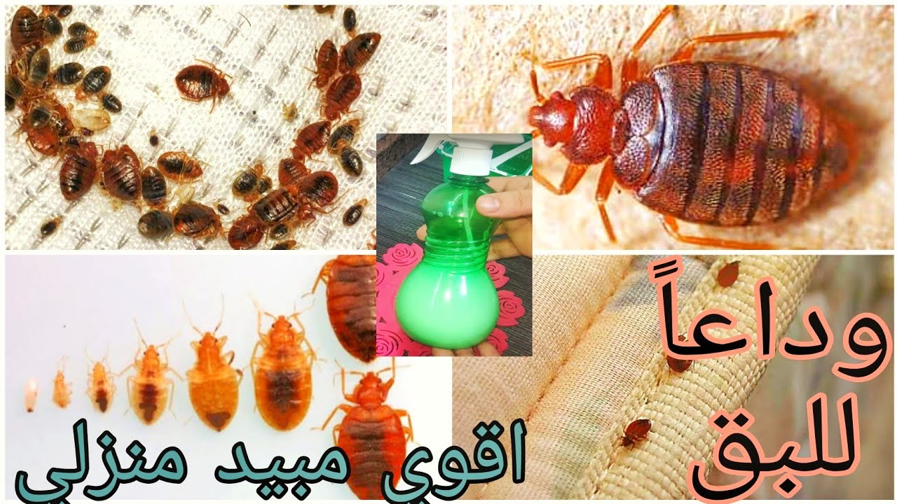 مش هتلمحيها في البيت تاني.. اهم الروائح للقضاء على حشرة البق في المنزل.. اتخلصي منها للابد
