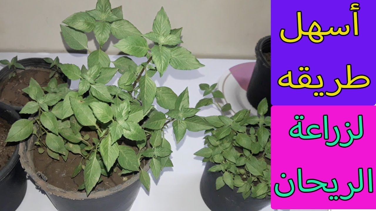 طريقة زراعة الريحان