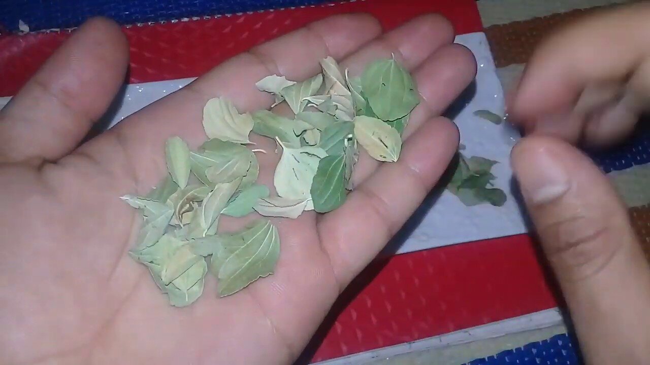 قناع السدر لعلاج تساقط الشعر