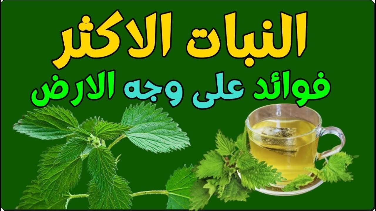 شاي القراص للشعر