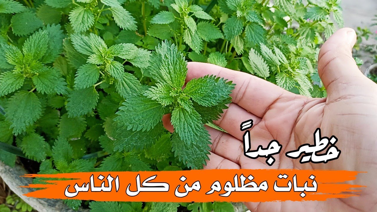 خلطة القراص وخل التفاح للشعر