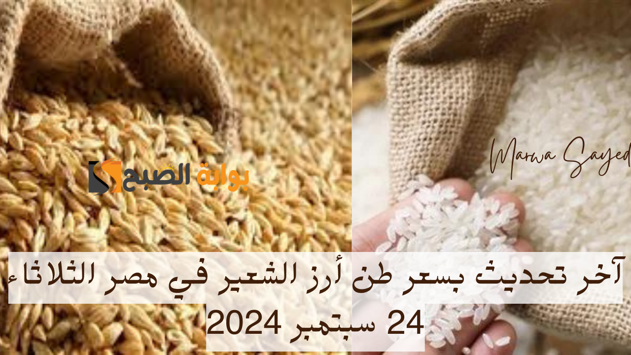 آخر تحديث بسعر طن أرز الشعير في مصر الثلاثاء 24 سبتمبر 2024