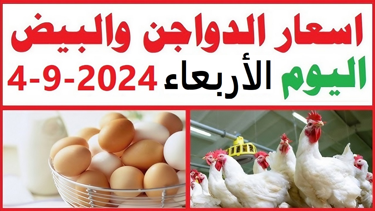 آخر تحديث لأسعار الفراخ والبيض في السوق المصري اليوم الأربعاء 4 سبتمبر 2024