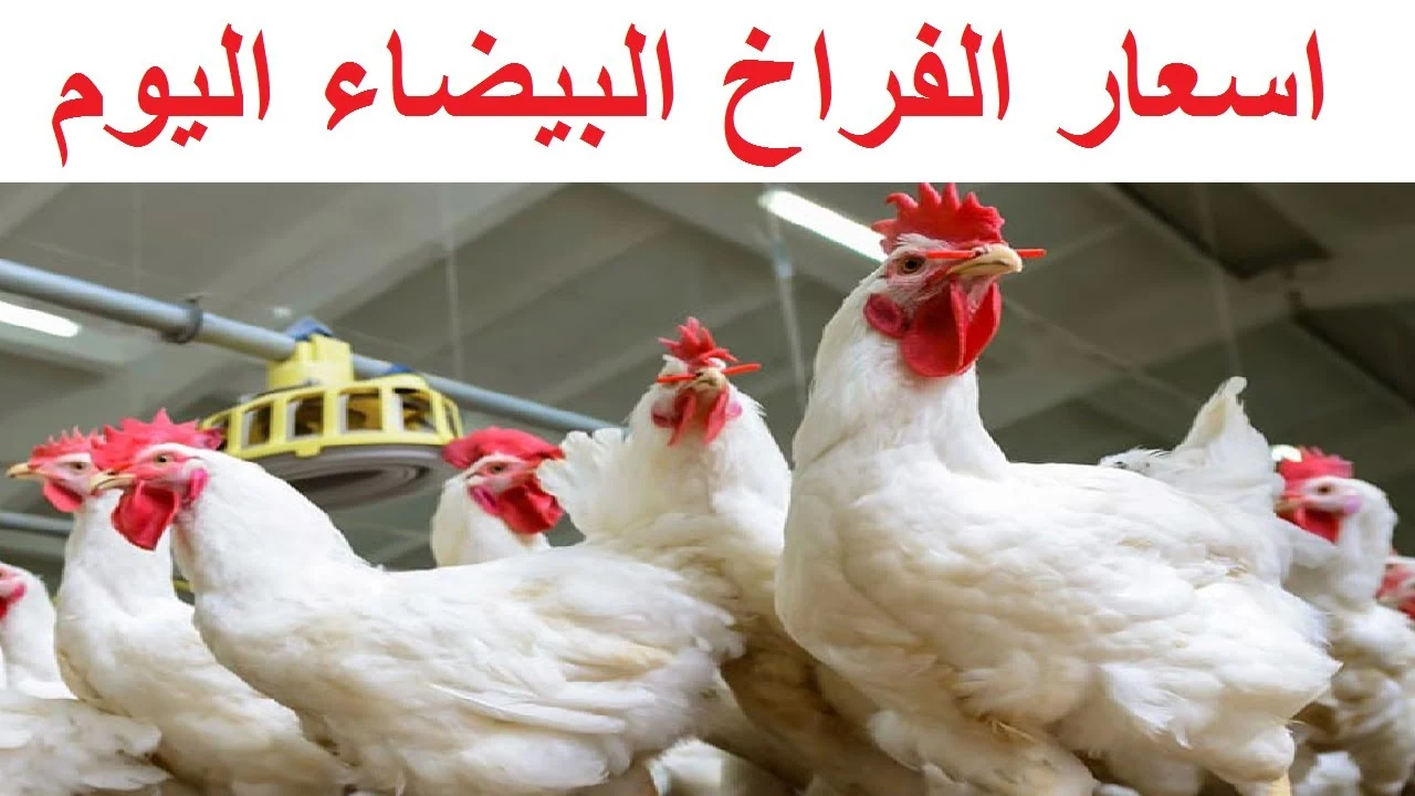 سعر الفراخ اليوم السبت 7 سبتمبر 
