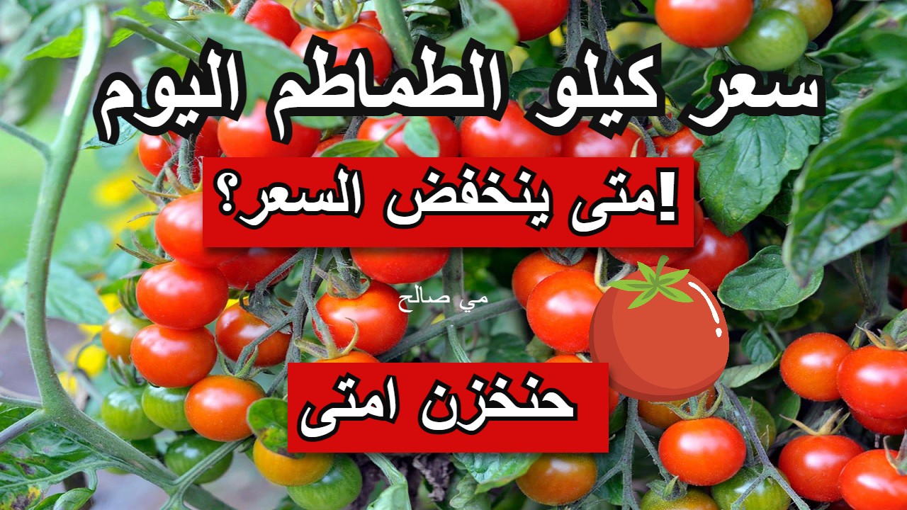 أسعار الطماطم اليوم الأربعاء 25/9/2024 وأخبار عن الانخفاض الفترة المقبلة
