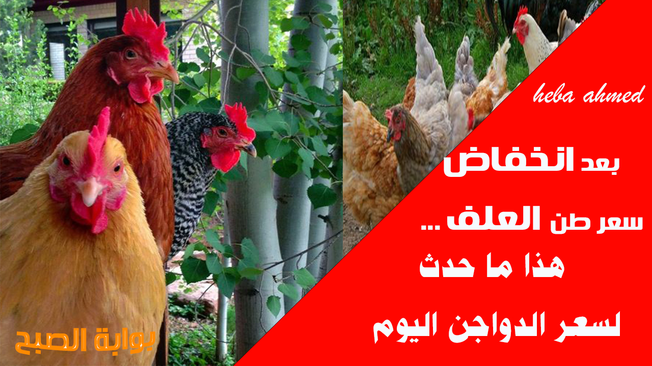 أسعار الفراخ اليوم في مصر