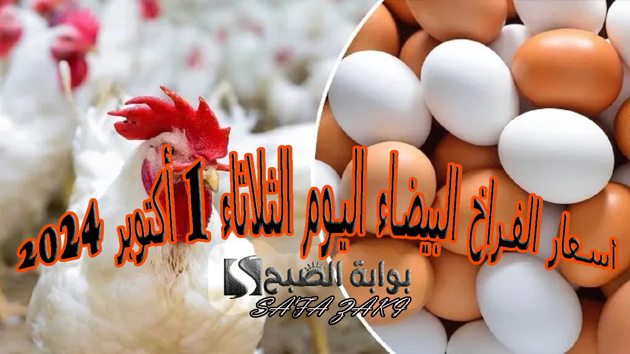 أسعار الفراخ البيضاء اليوم الثلاثاء 1 أكتوبر 2024