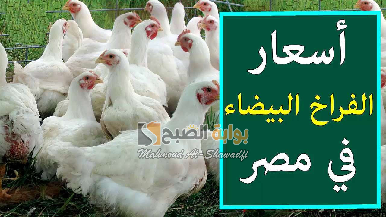 أسعار الفراخ البيضاء اليوم في بورصة الدواجن