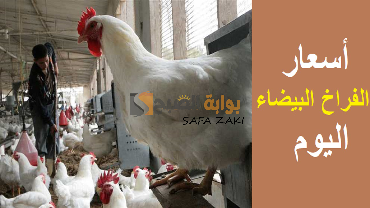 أسعار الفراخ البيضاء االيوم الاثنين 30 سبتمبر 2024 في الأسواق