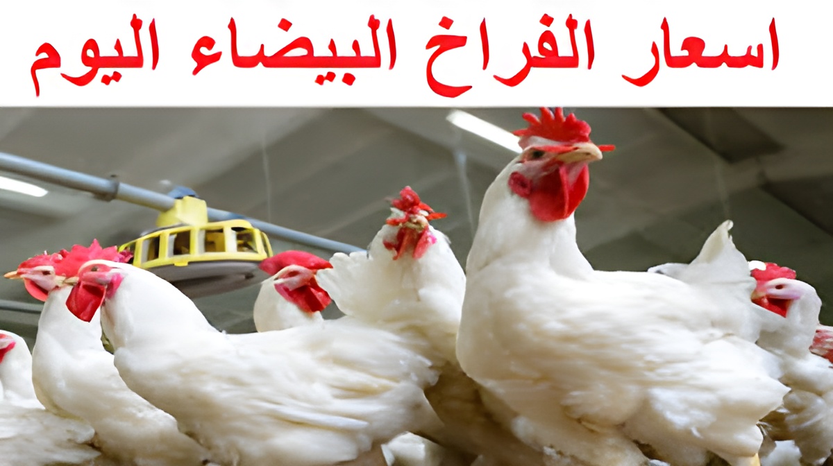 أسعار الفراخ البيضاء والبيض اليوم