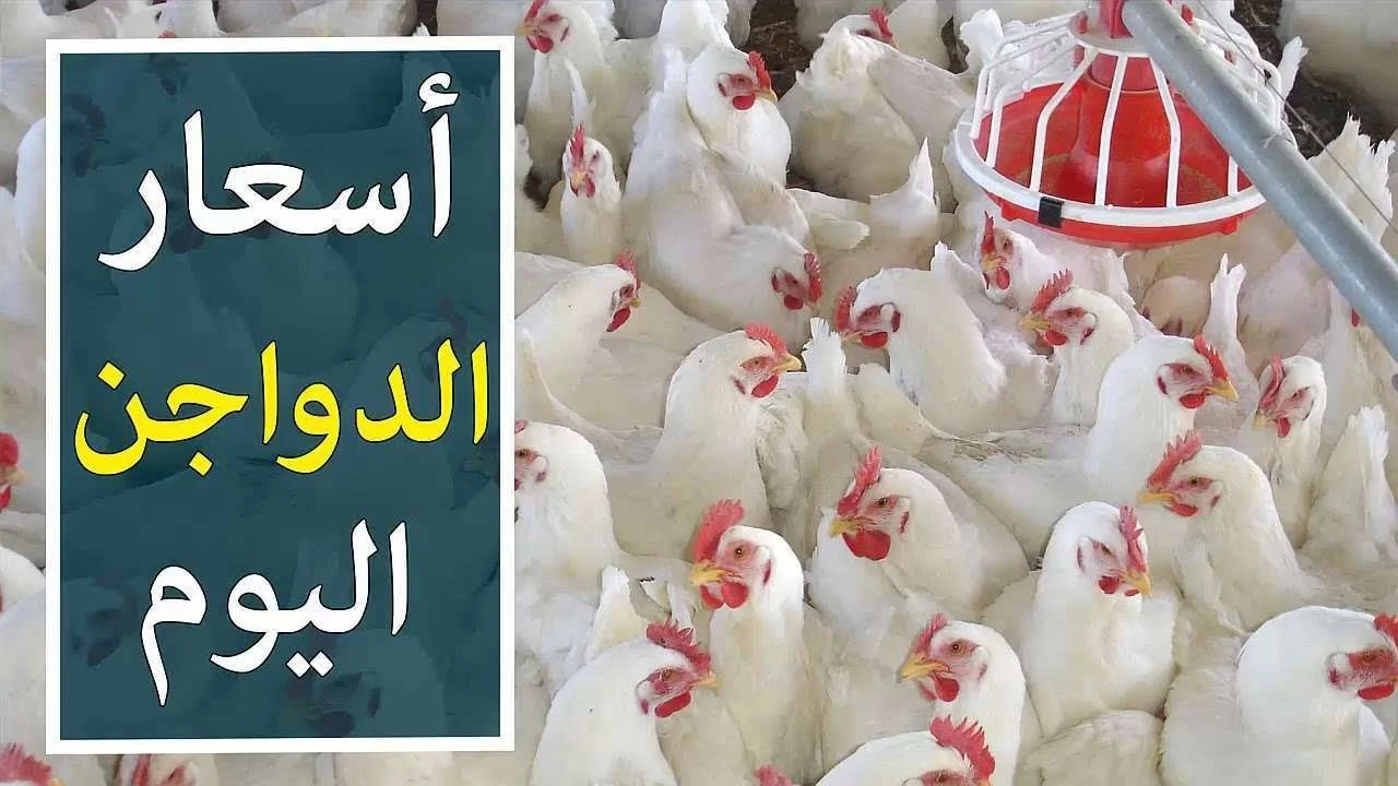 أسعار الفراخ اليوم
