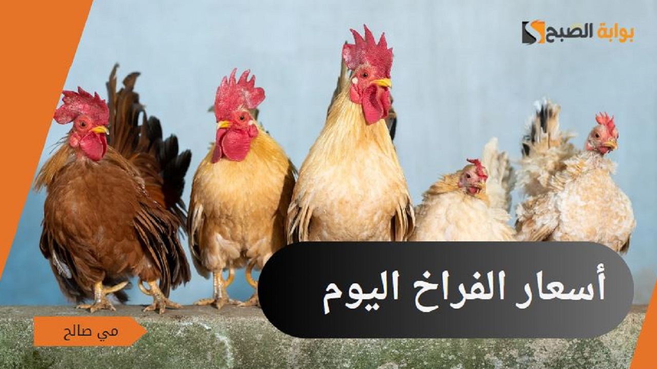 أسعار الفراخ اليوم الاثنين 30/9/2024 في بورصة الدواجن