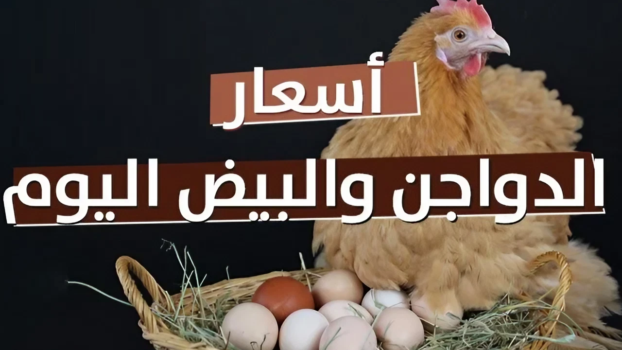 أسعار الفراخ اليوم