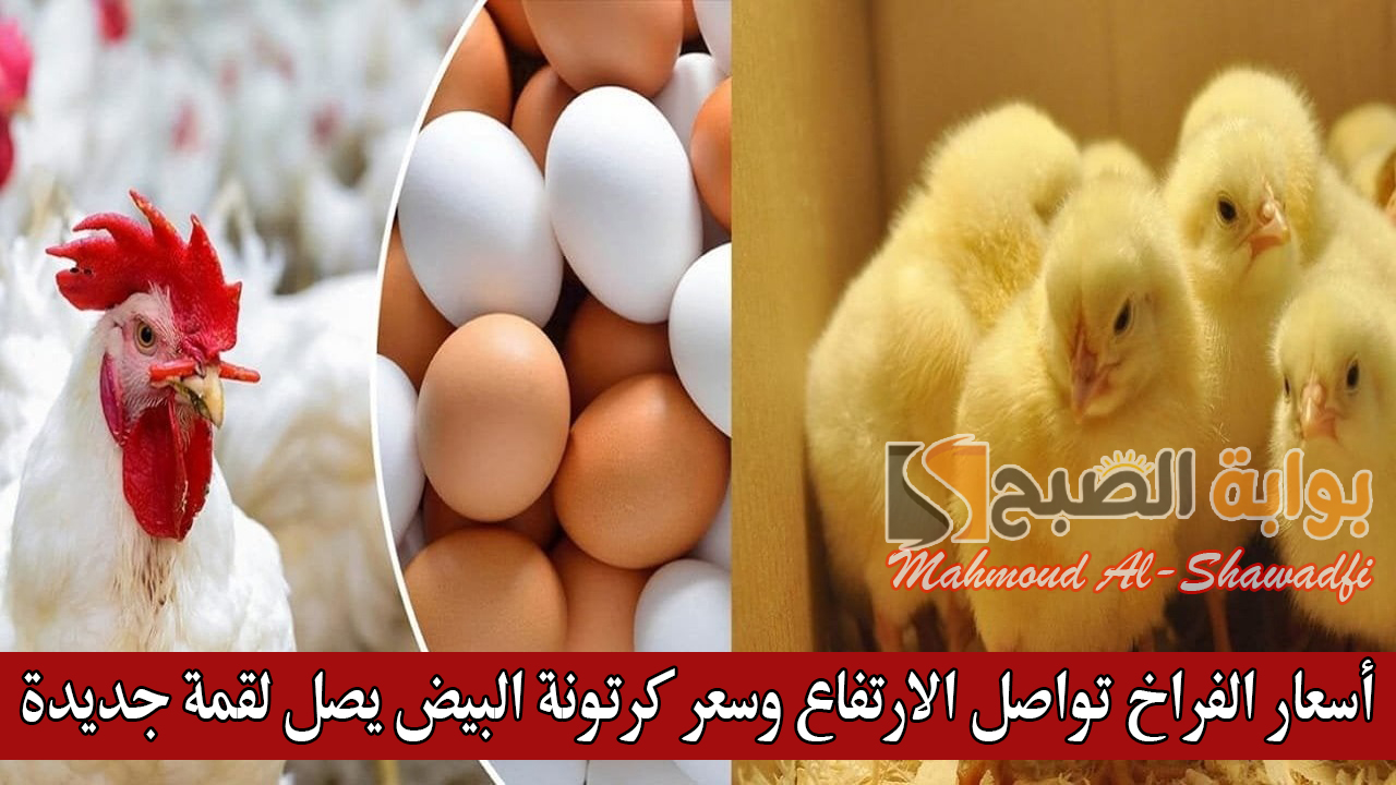 أسعار الفراخ تواصل الارتفاع وسعر كرتونة البيض يصل لقمة جديدة