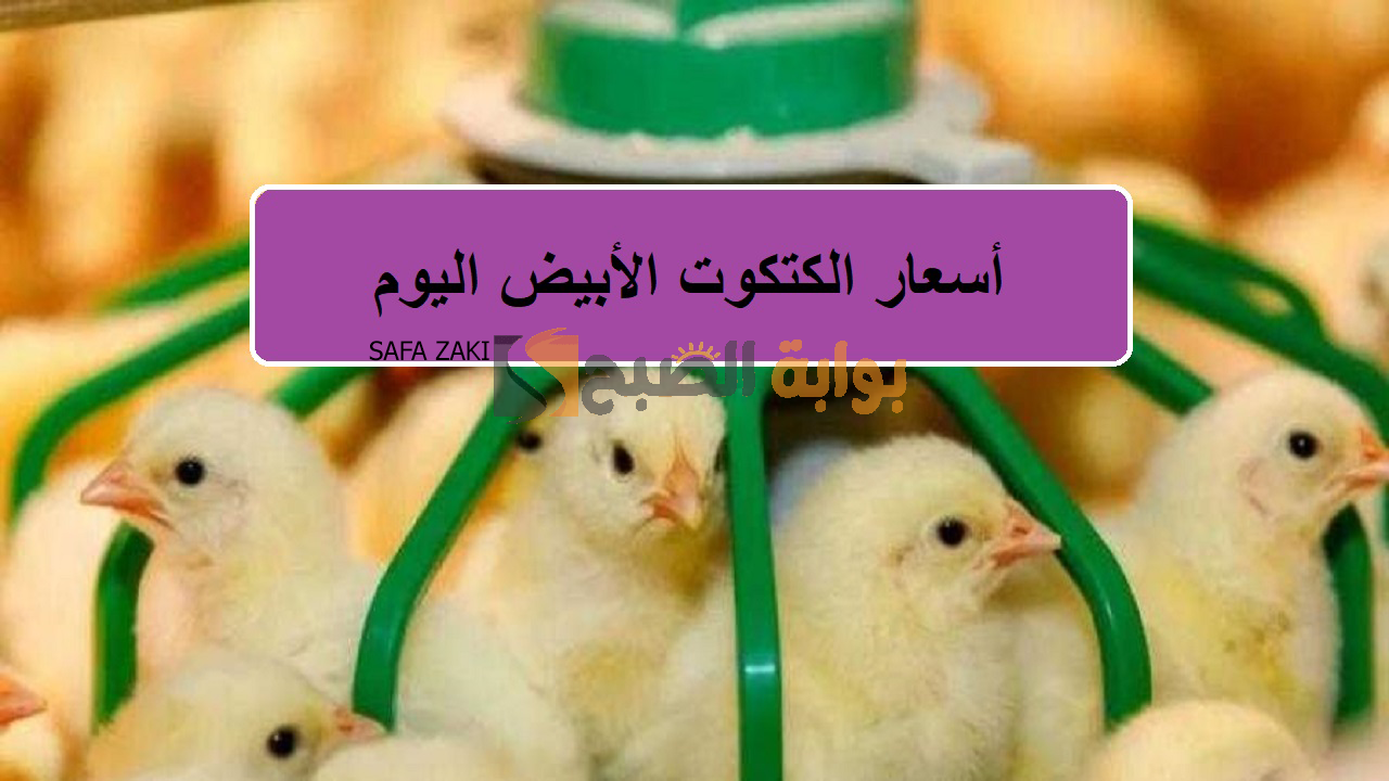 أسعار الكتكوت الأبيض اليوم