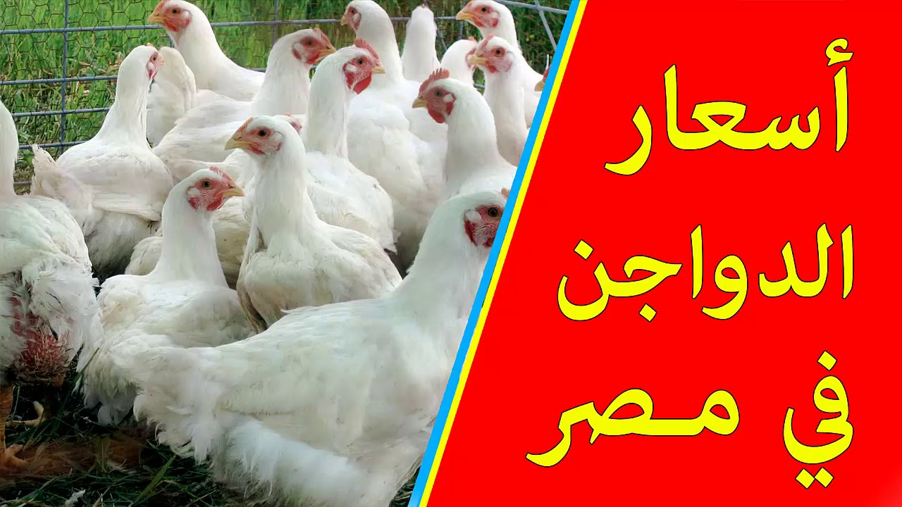 أسعار بورصة الدواجن اليوم