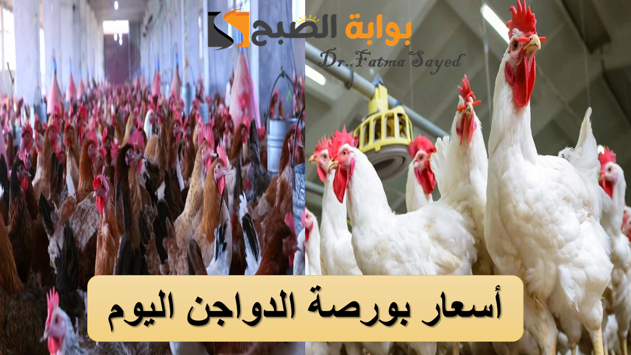 أسعار بورصة الدواجن اليوم