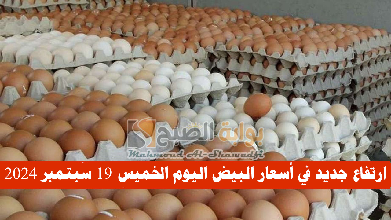 ارتفاع جديد في أسعار البيض اليوم الخميس 19 سبتمبر 2024