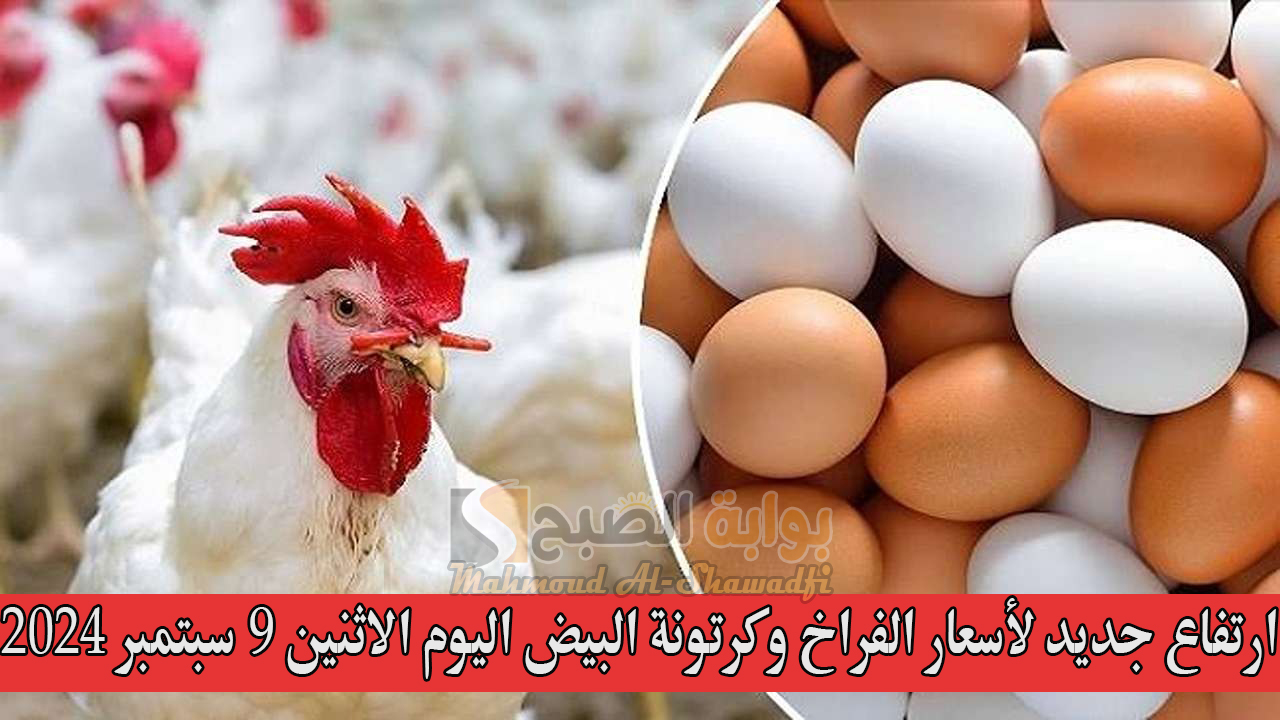 ارتفاع جديد لأسعار الفراخ وكرتونة البيض اليوم الاثنين 9 سبتمبر 2024