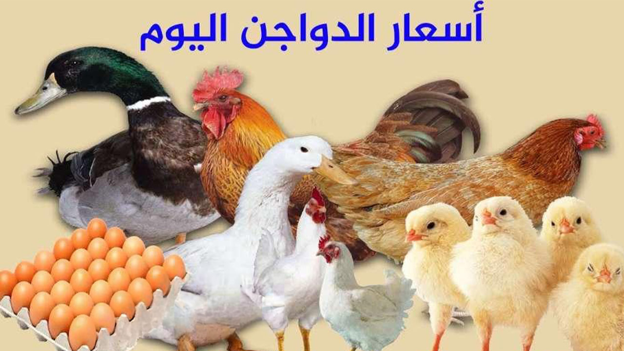 اسعار الدواجن اليوم الجمعة