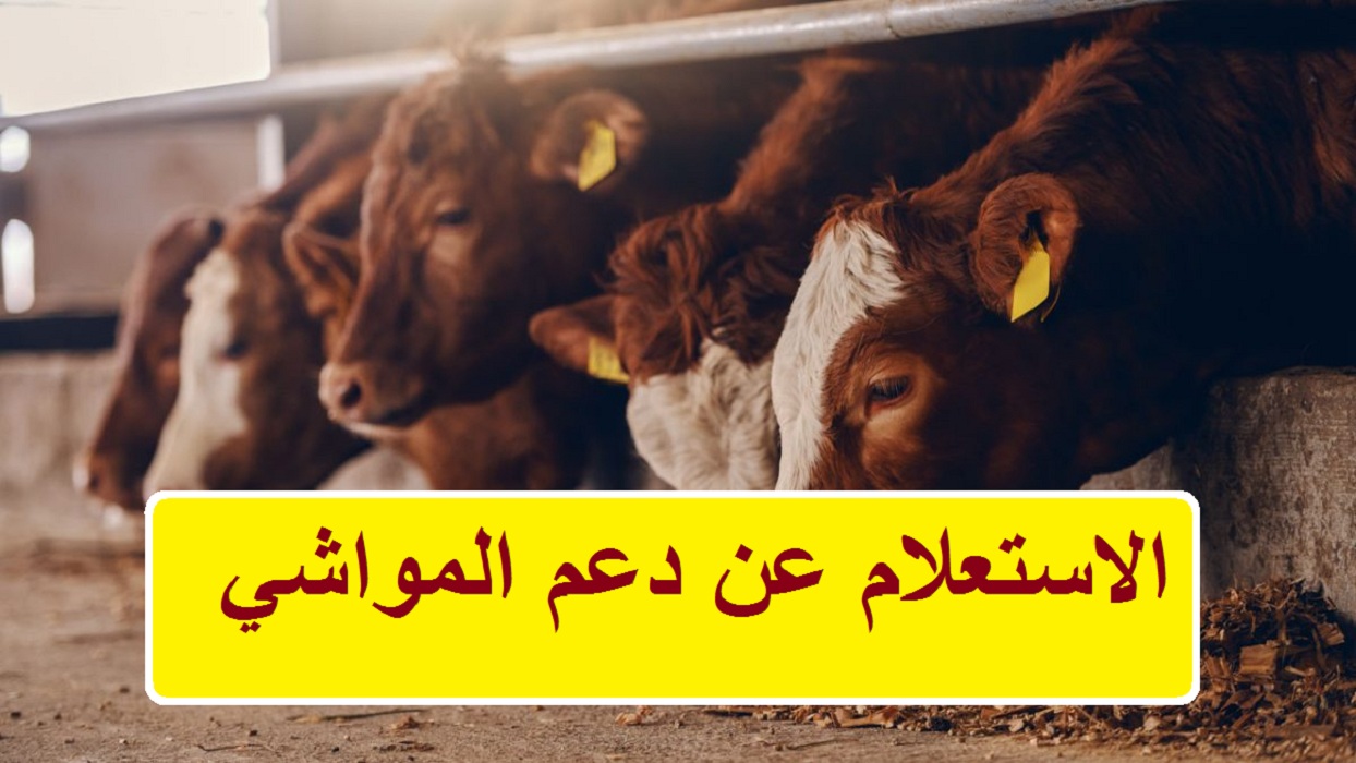اهلية دعم الماشية