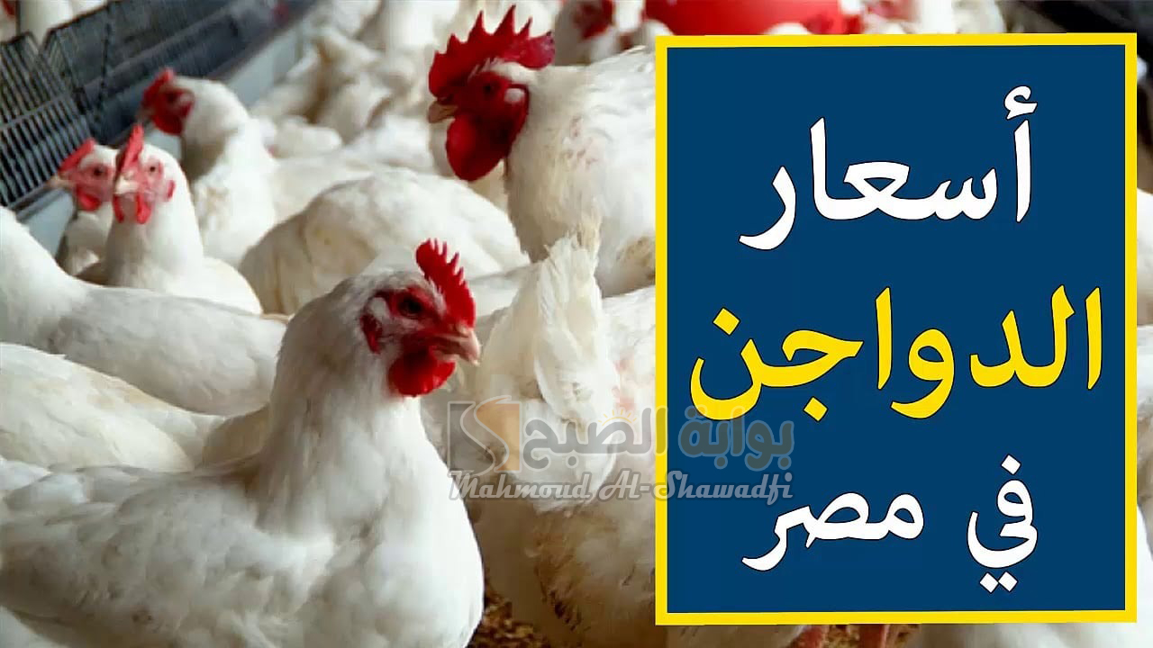 "البلدي بـ120 جنيهًا".. سعر الفراخ اليوم يسجل ارتفاعًا جديدًا وكرتونة البيض تقترب من 180