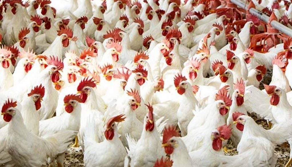 الدواجن ترتفع من جديد