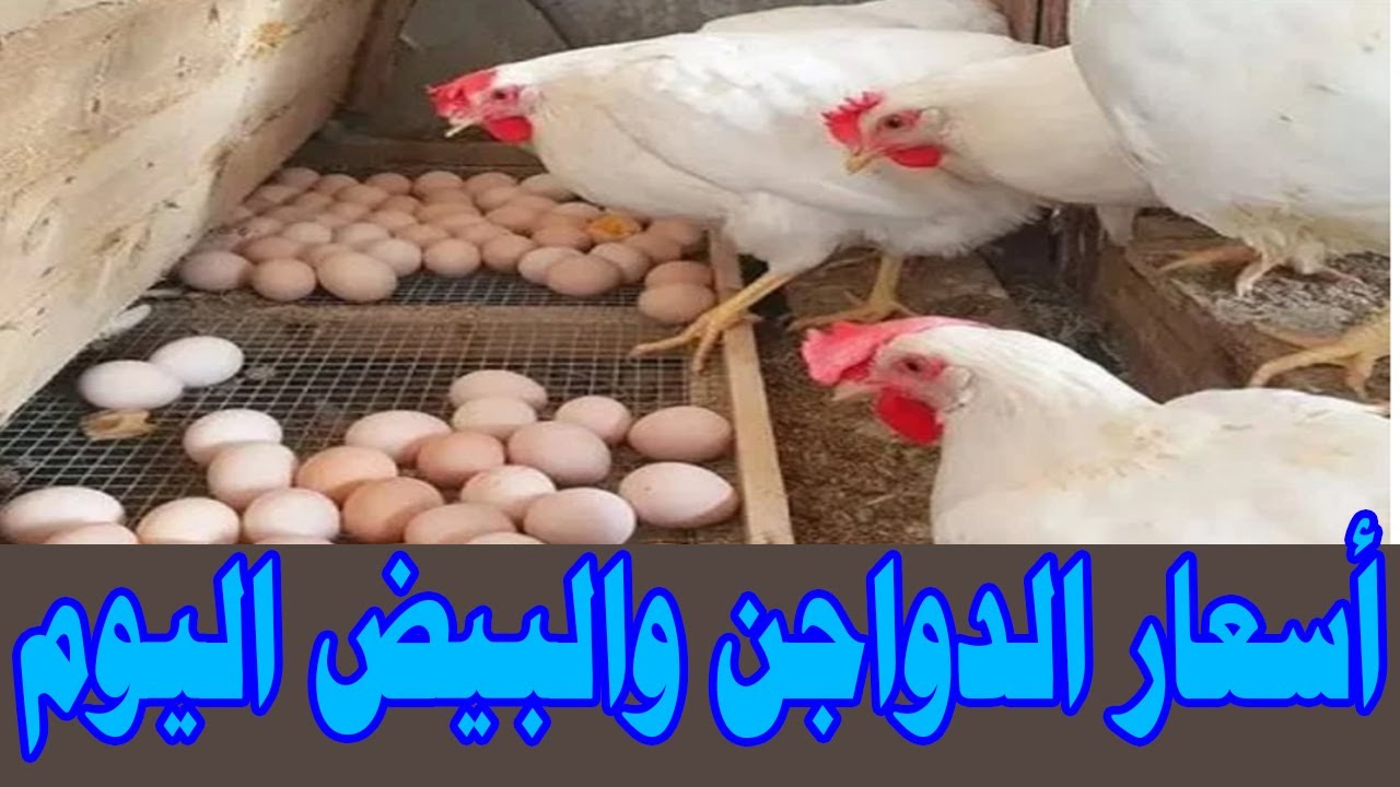 الدواجن تقلب الموازين