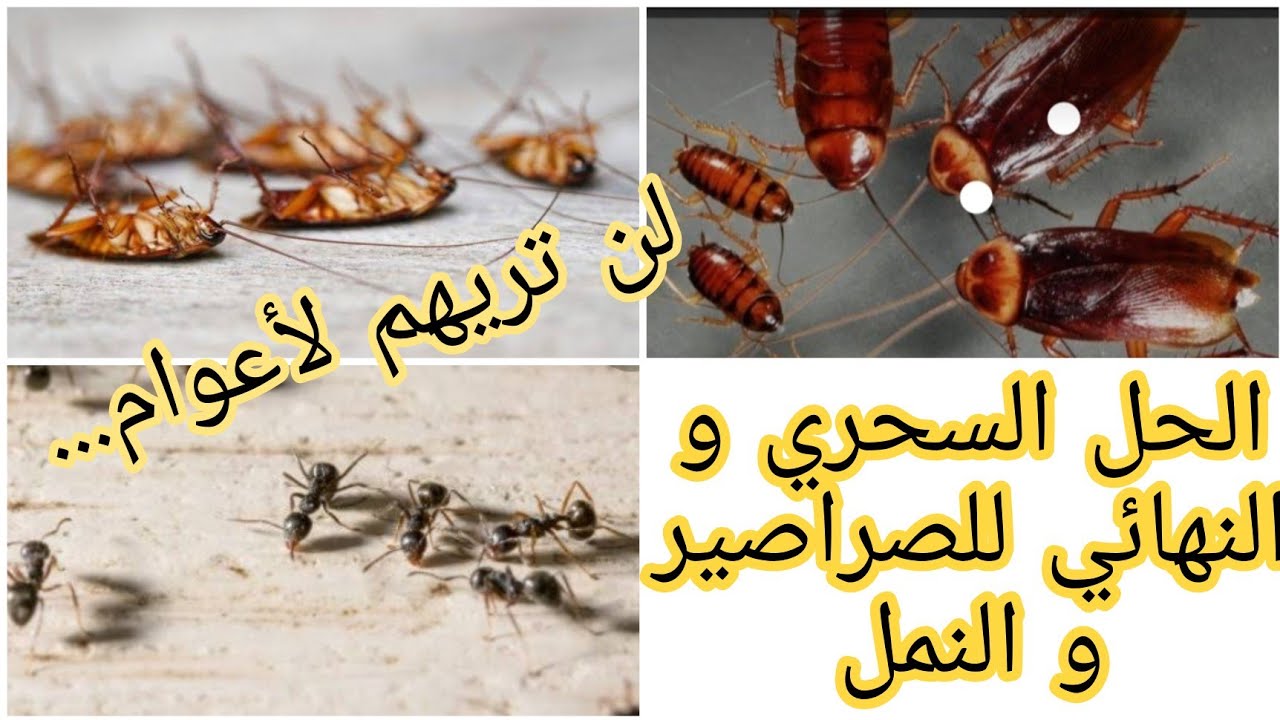 لطرد النمل والحشرات