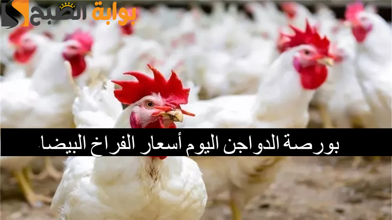 بورصة الدواجن اليوم أسعار الفراخ البيضاء
