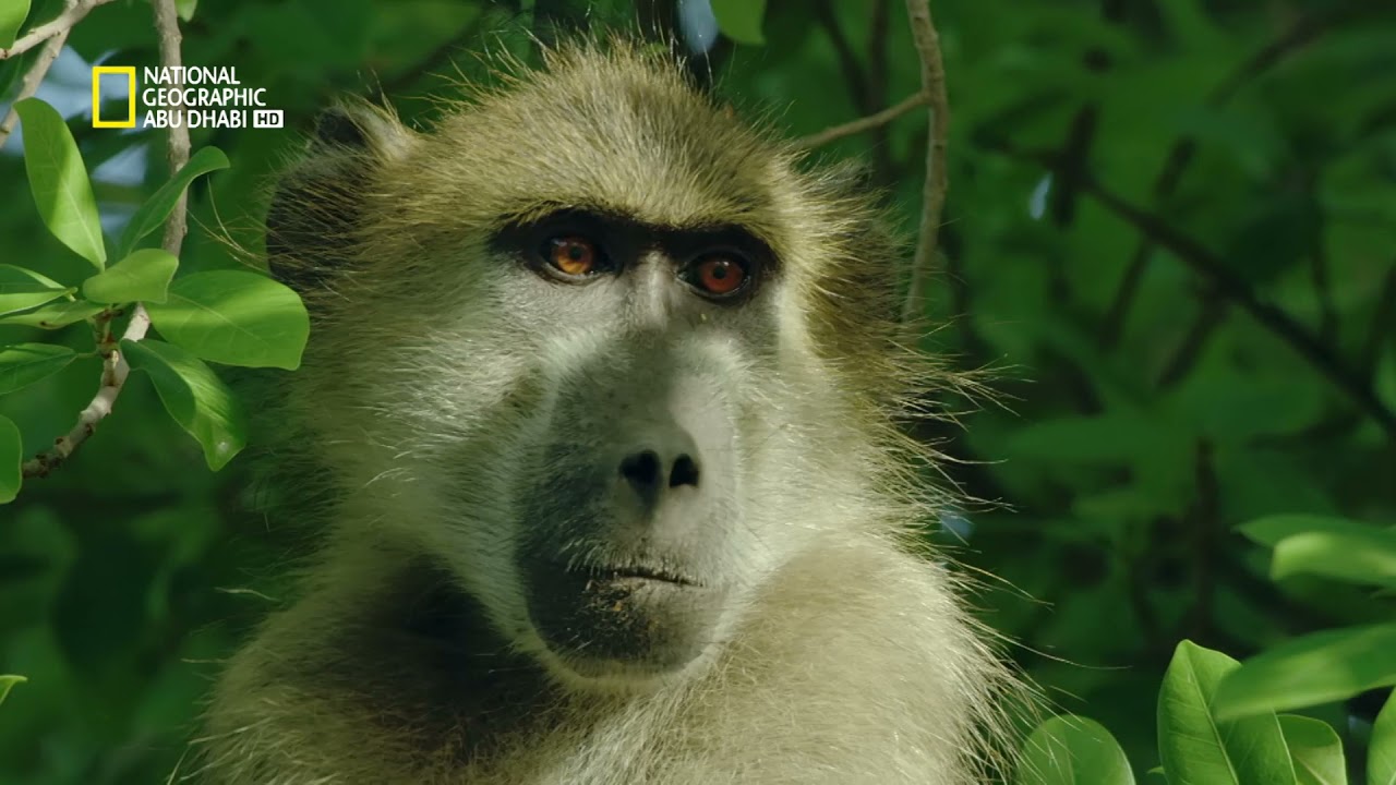 تردد ناشيونال جيوغرافيك National Geographic