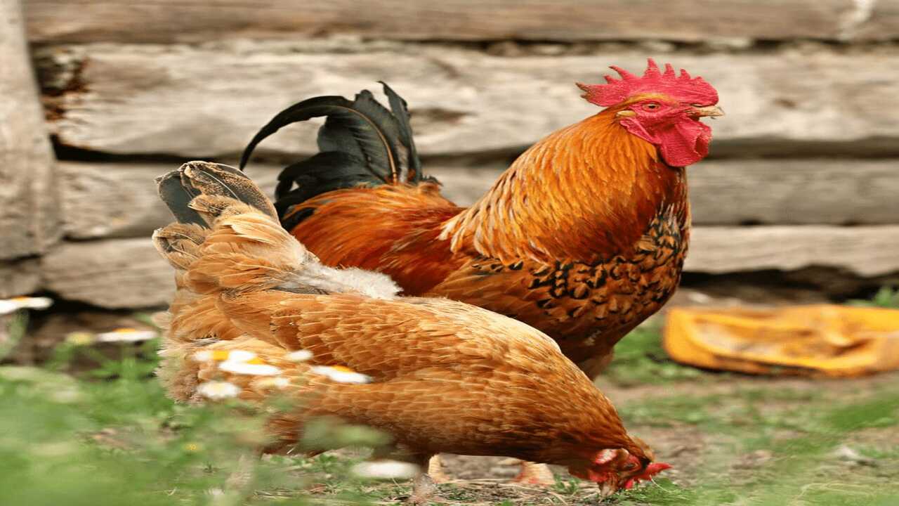 أسعار الدواجن اليوم