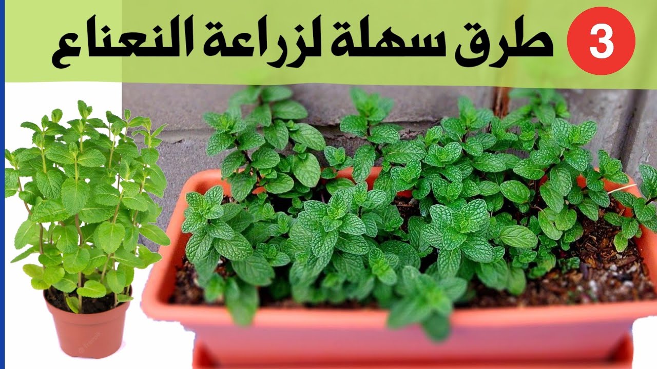 زراعة النعناع في المنزل