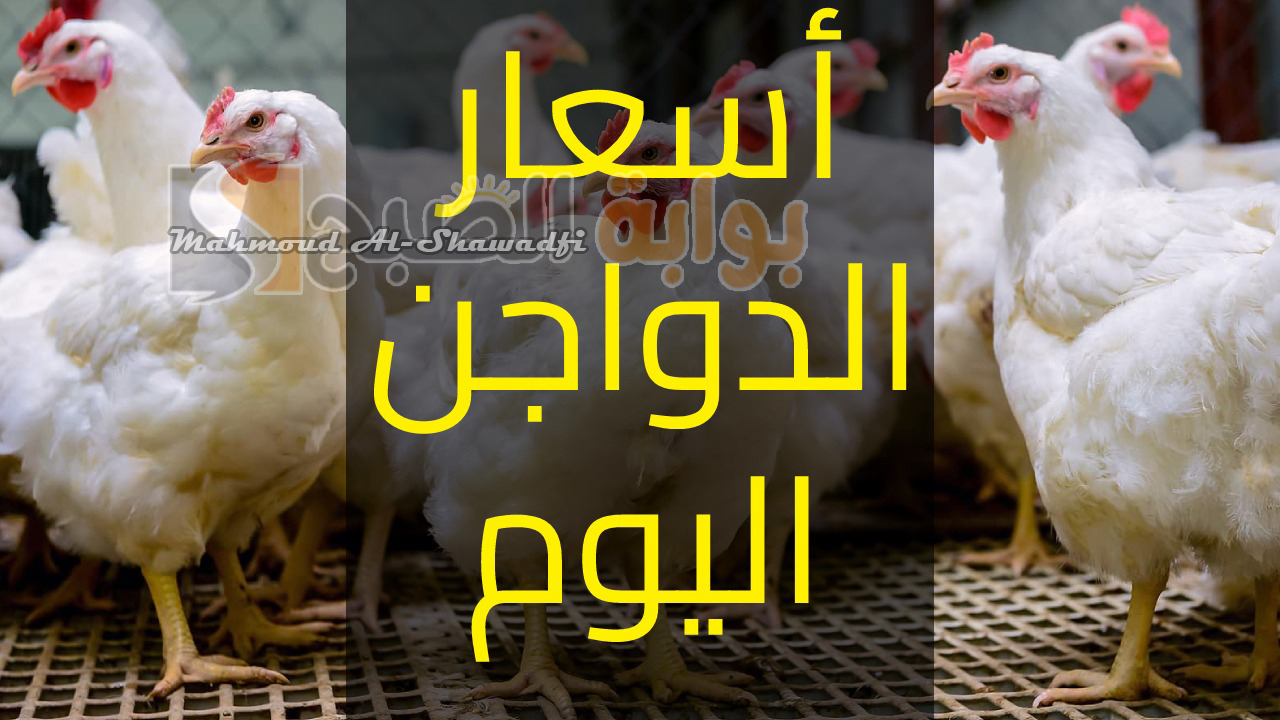 زيادة جديدة في أسعار بورصة الدواجن اليوم
