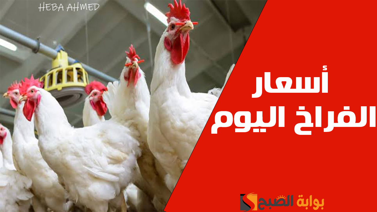 سعر الفراخ اليوم