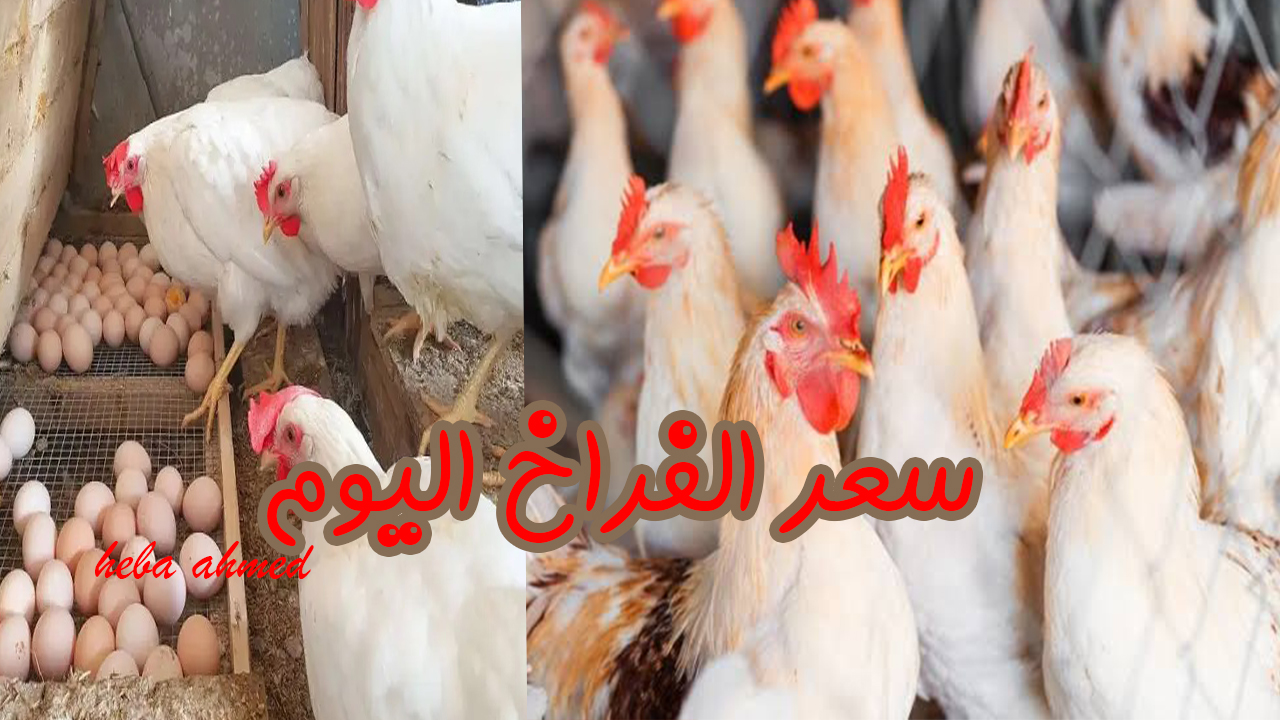 سعر الفراخ اليوم