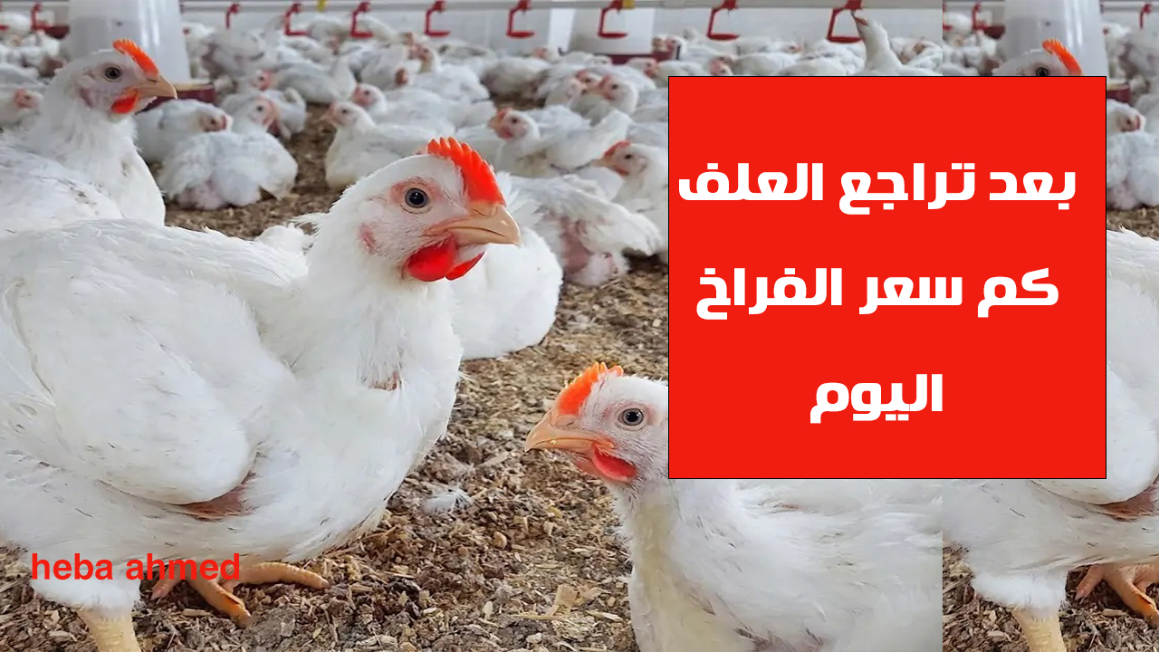 سعر الفراخ اليوم