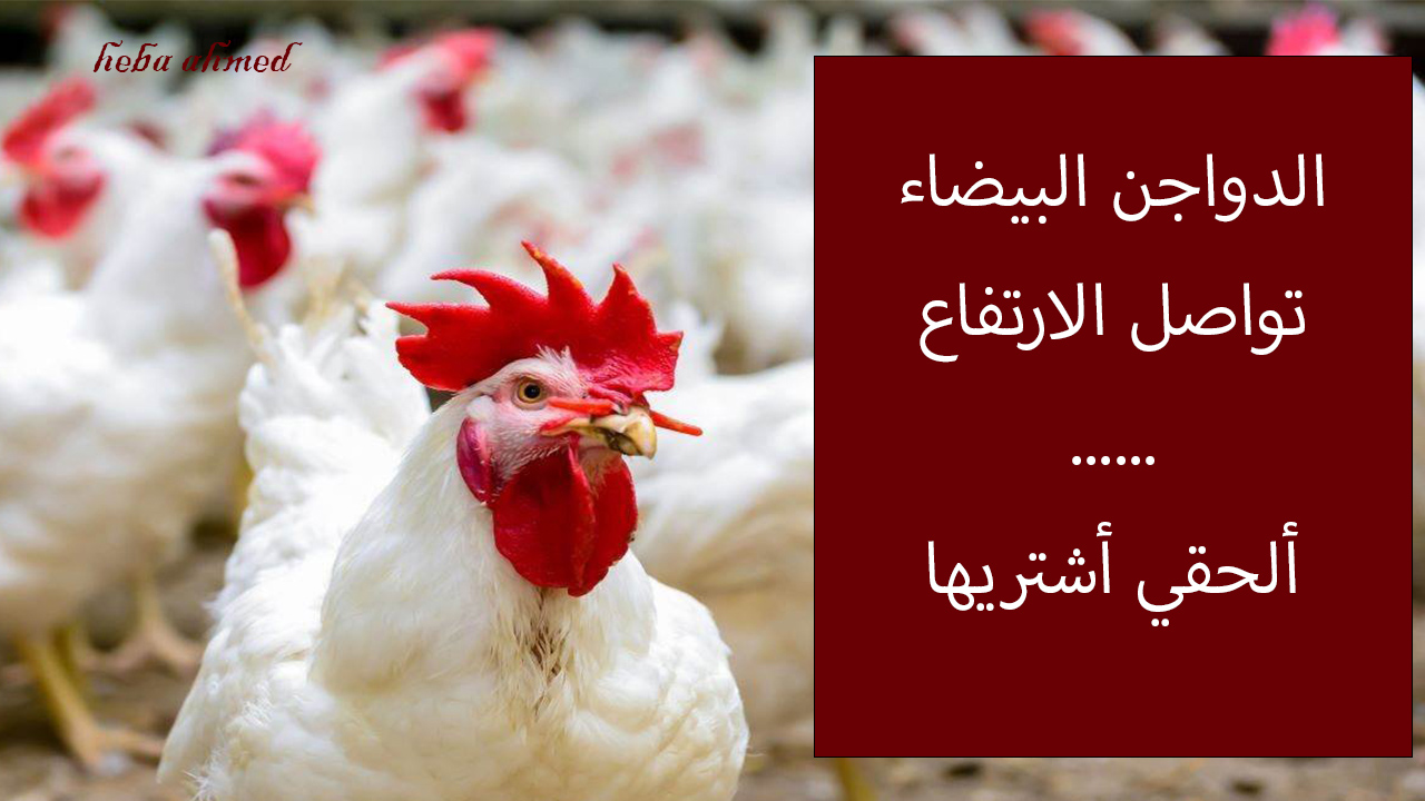 سعر الفراخ اليوم وكم سعر الدواجن البيضاء