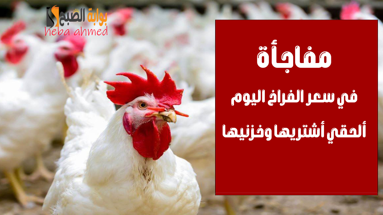 سعر الفراخ اليوم