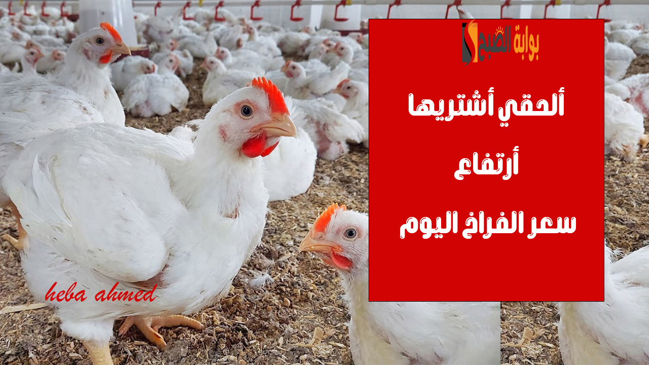 سعر الفراخ اليوم
