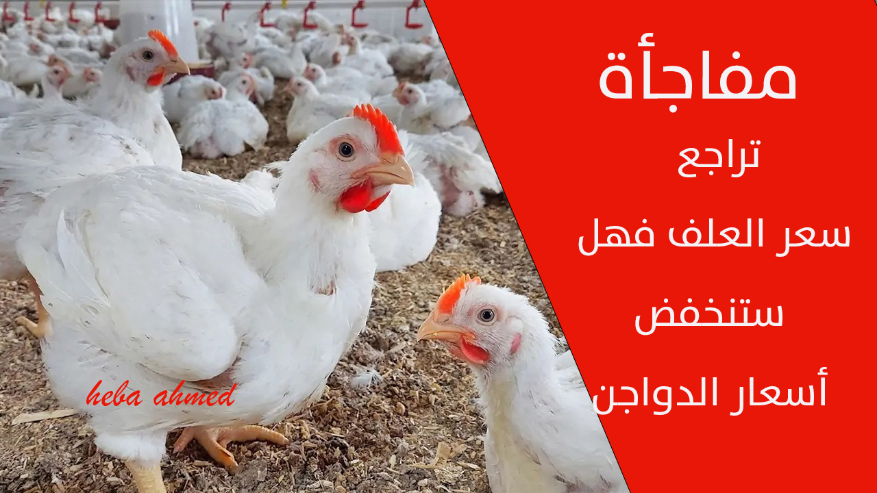 سعر الفراخ اليوم