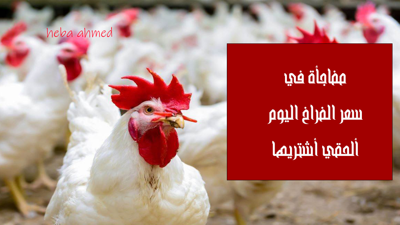 سعر الفراخ اليوم