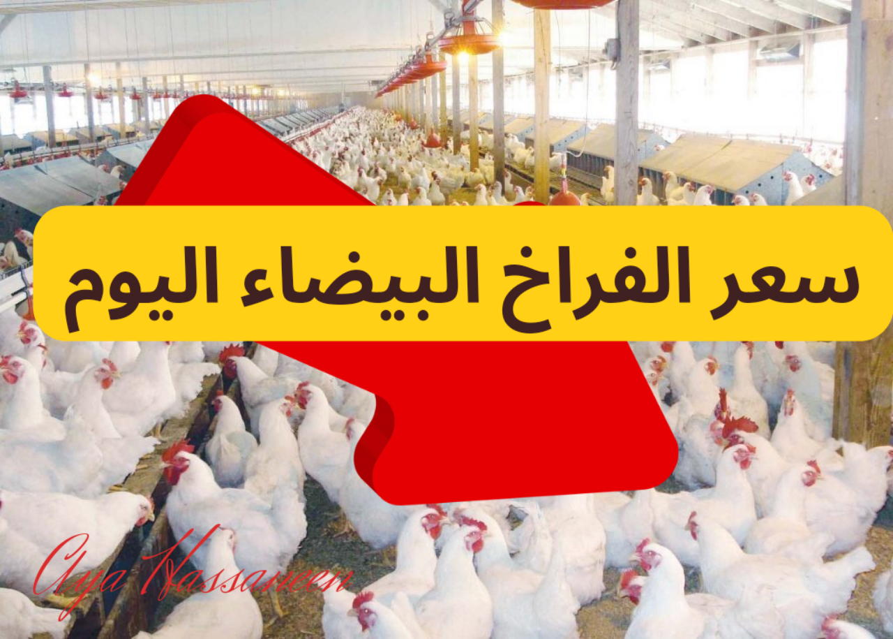 سعر الفراخ البيضاء اليوم