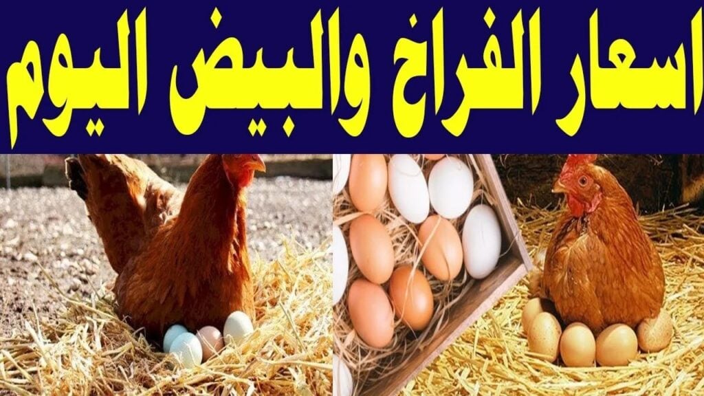 سعر الفراخ اليوم 1 1 1024x576 1
