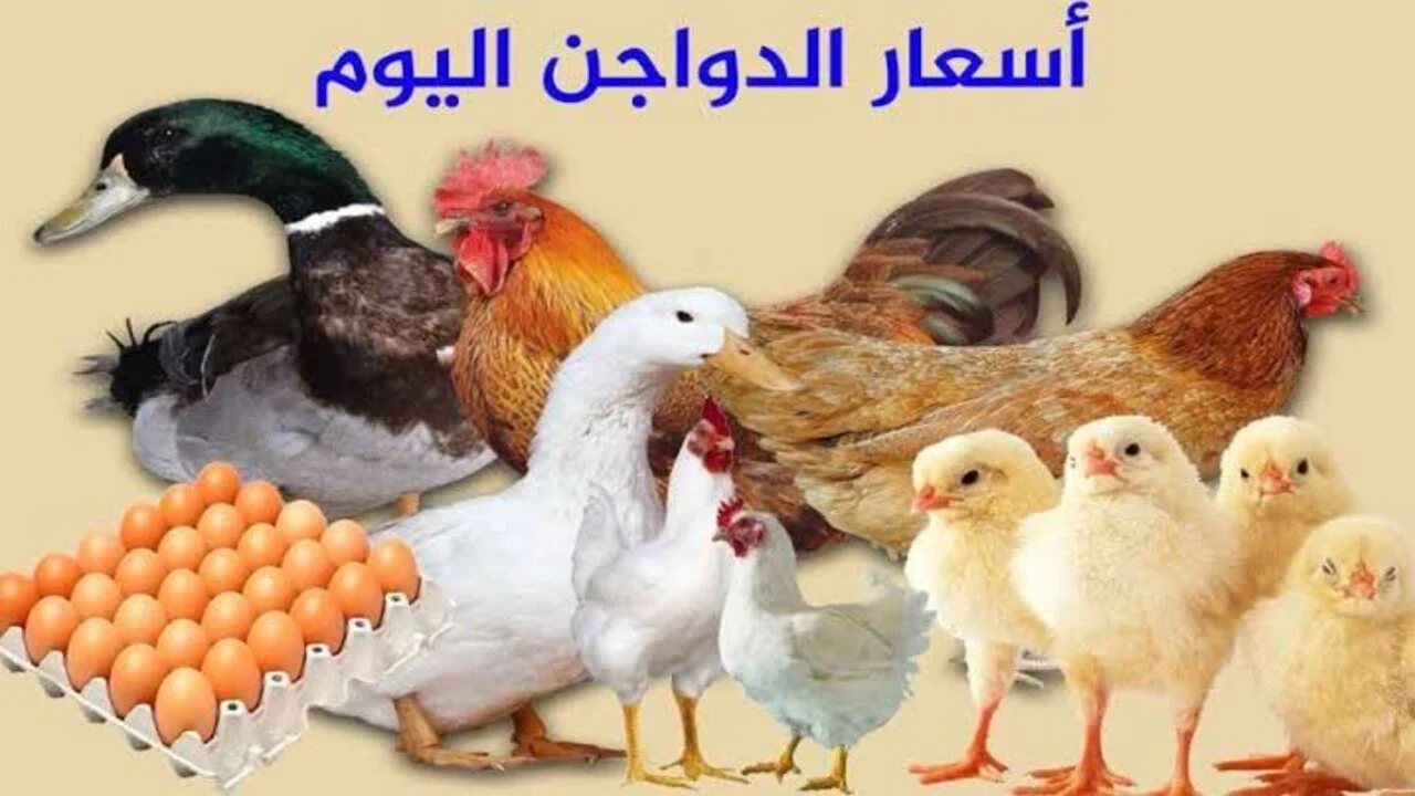 سعر الفراخ اليوم