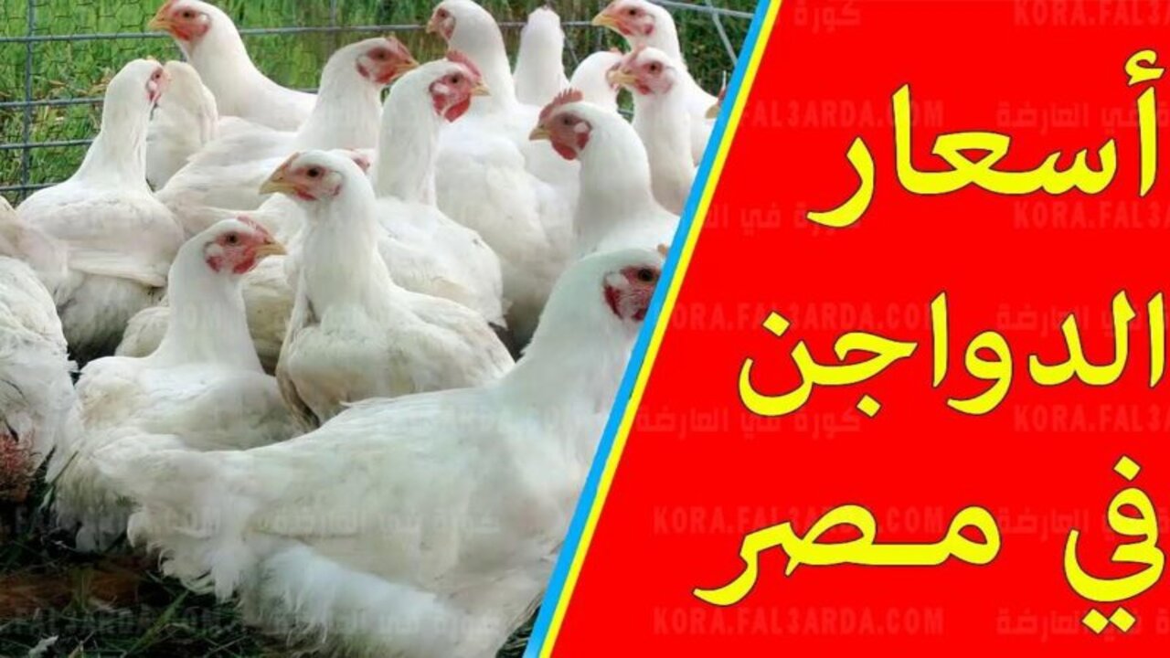 سعر بورصة الدواجن اليوم