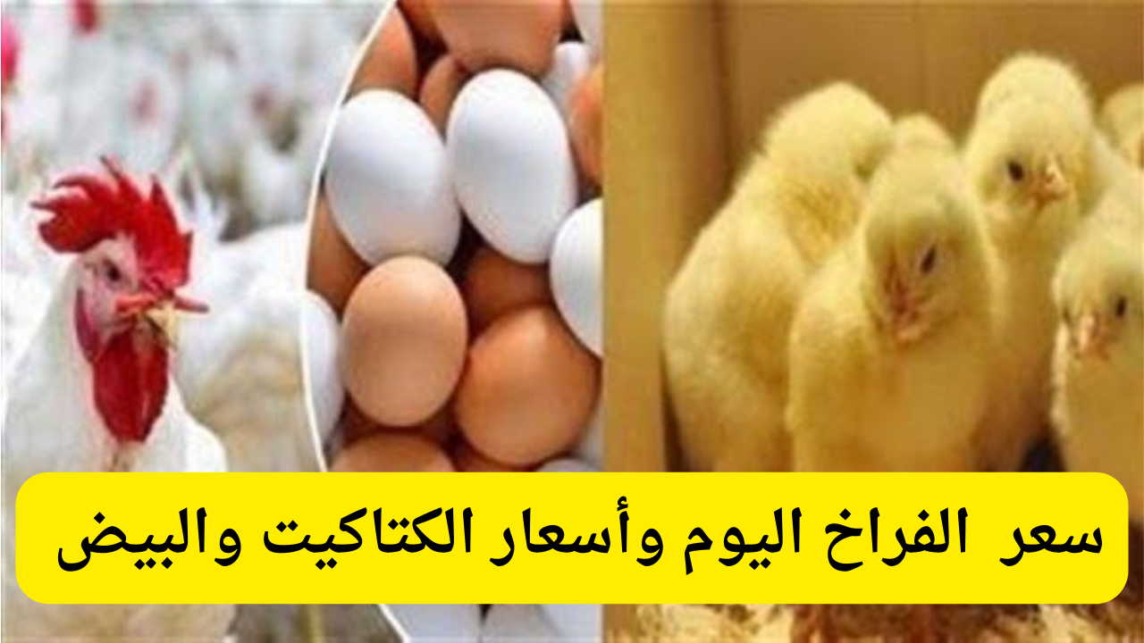 سعر الفراخ اليوم