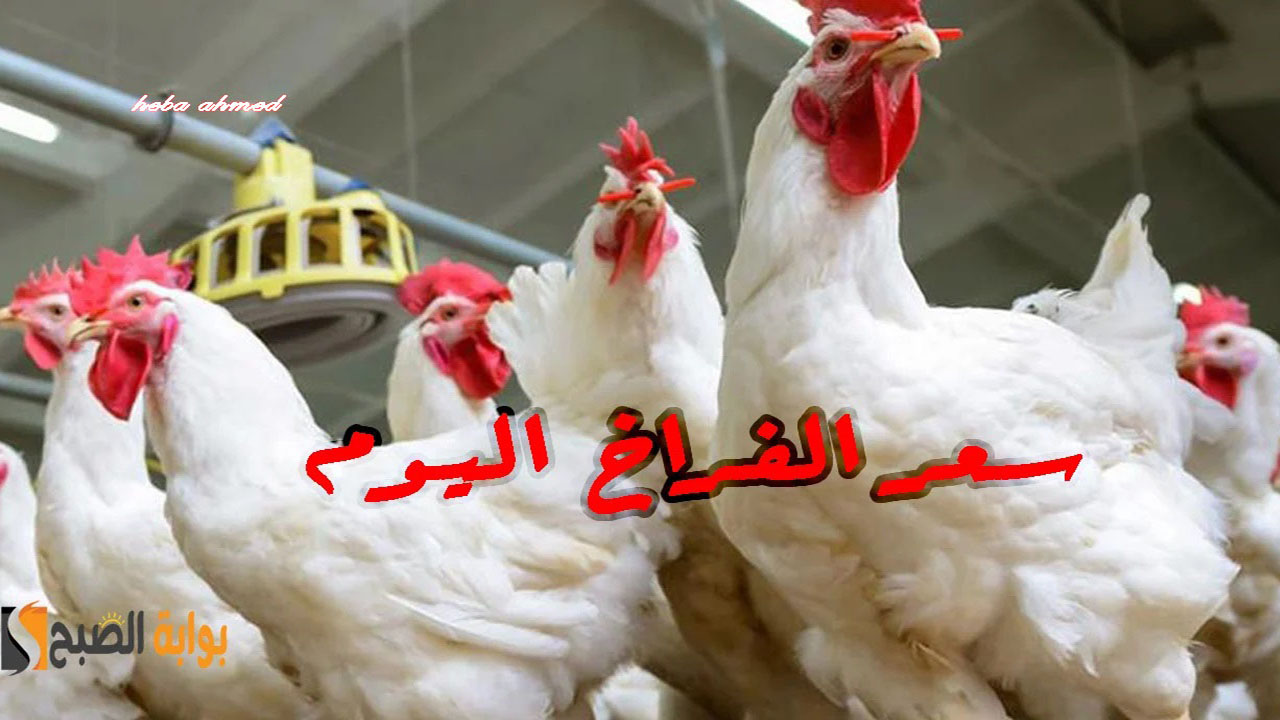 سعر الفراخ اليوم في مصر